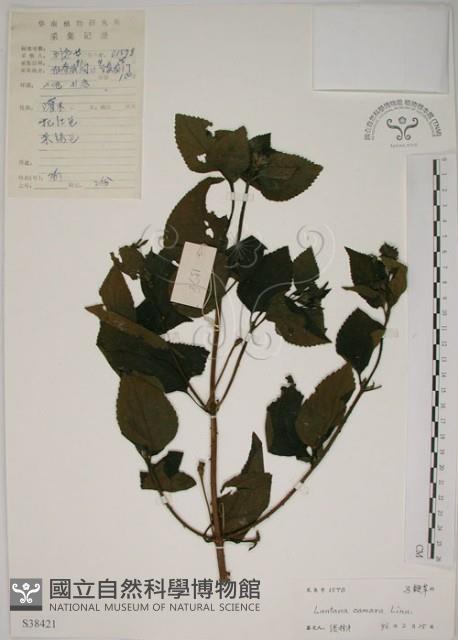 馬櫻丹藏品圖，第1張