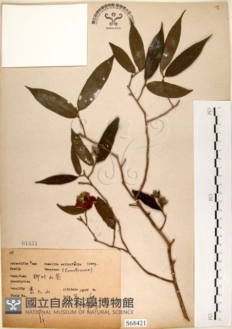柳葉山茶藏品圖，第1張