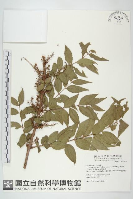 臺灣馬桑藏品圖，第1張