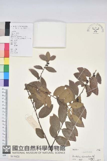 土密樹藏品圖，第1張