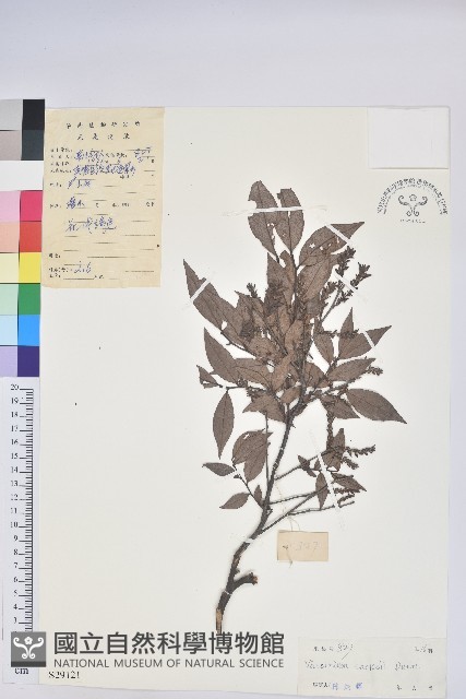 短尾越橘藏品圖，第1張