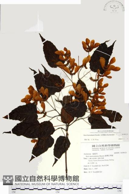 尖葉槭藏品圖，第1張