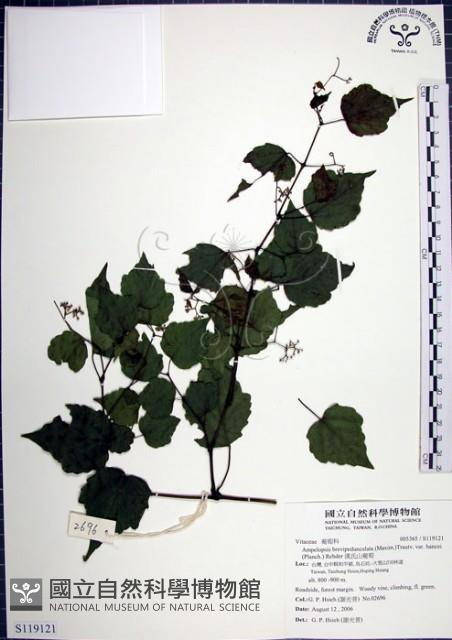 漢氏山葡萄藏品圖，第1張