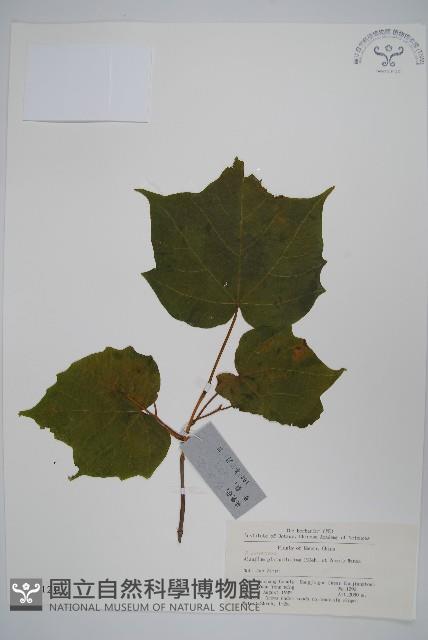 八角楓、瓜木藏品圖，第1張