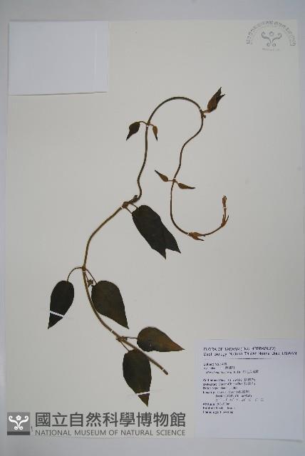 絨毛芙蓉蘭藏品圖，第1張