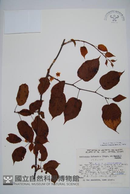 狗棗獼猴桃藏品圖，第1張