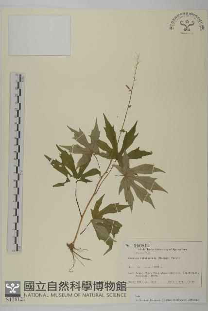 登錄號:S128121藏品圖，第1張