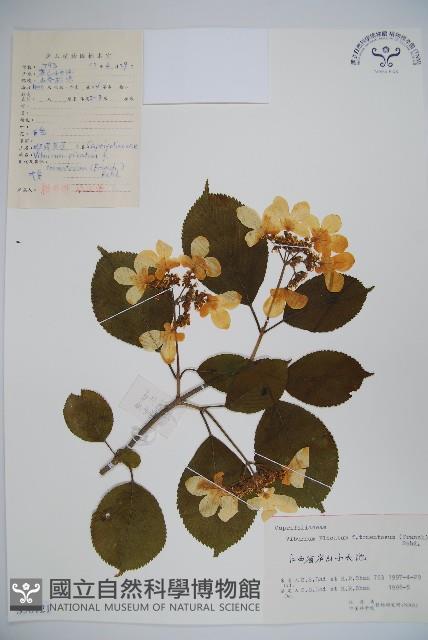 蝴蠂莢迷藏品圖，第1張