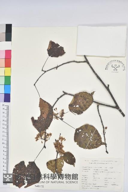 領春木藏品圖，第1張