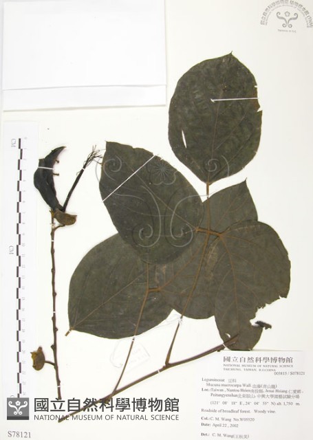 血藤、青山籠藏品圖，第1張
