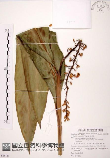 山月桃藏品圖，第1張