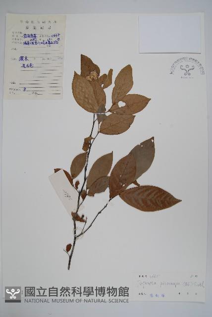 嘉陵花藏品圖，第1張