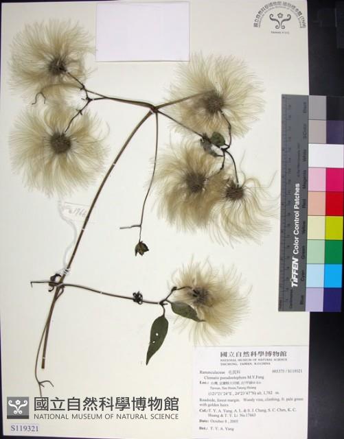 華中鐵線蓮藏品圖，第1張