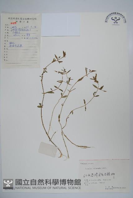 半邊蓮、鐮磨仔草藏品圖，第1張