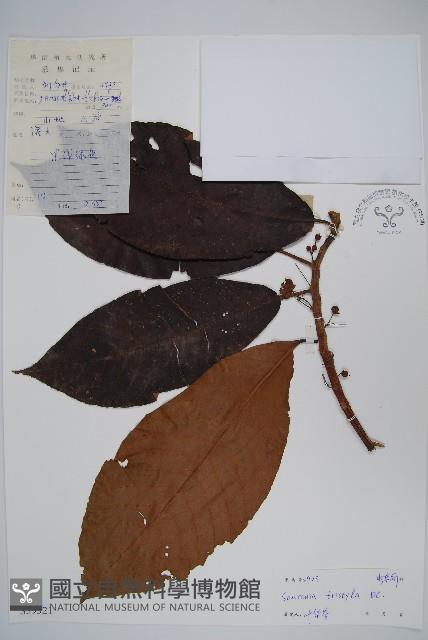 水東哥藏品圖，第1張