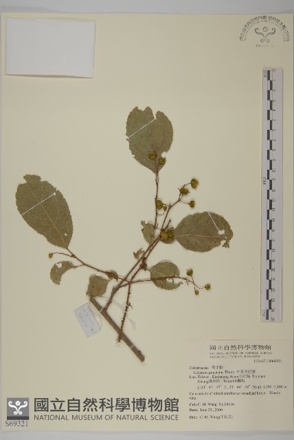 光果南蛇藤藏品圖，第1張