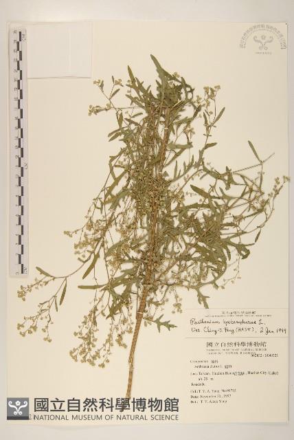 銀膠菊藏品圖，第1張