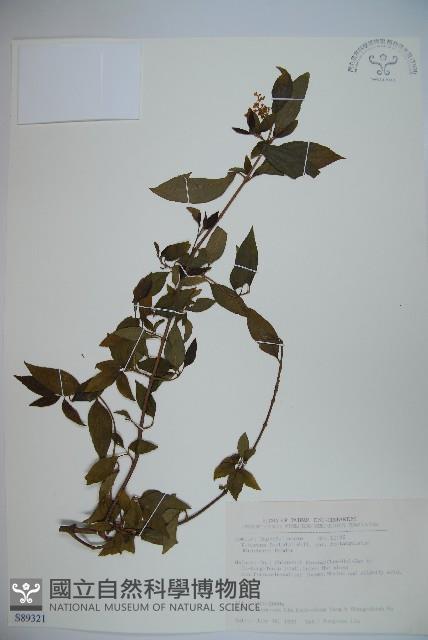 狹葉莢迷藏品圖，第1張