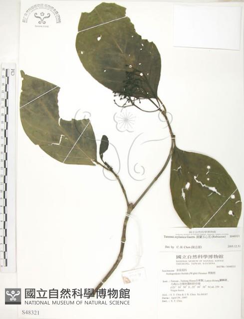 錫蘭玉心花藏品圖，第1張