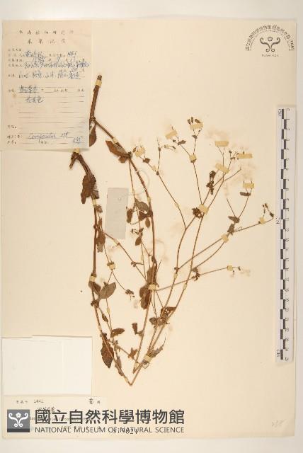 苦實菜藏品圖，第1張