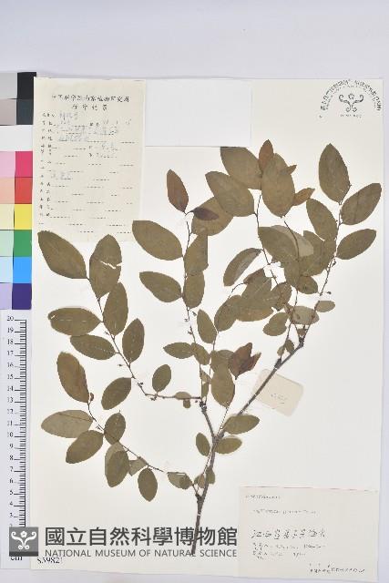 青灰葉下珠藏品圖，第1張