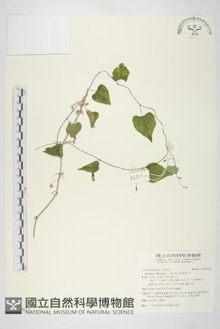 野牽牛藏品圖，第1張