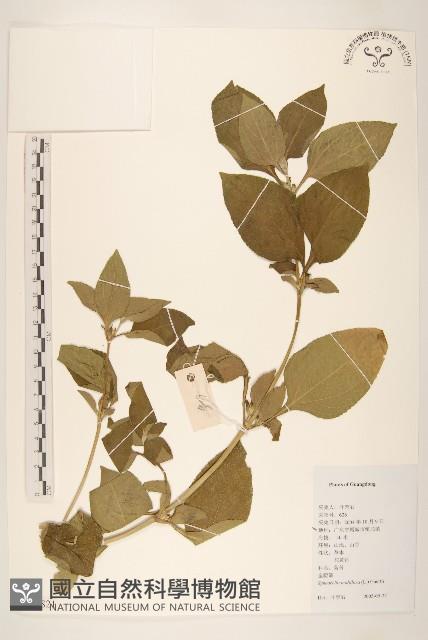 金腰箭藏品圖，第1張