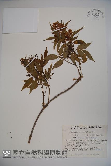 登錄號:S048821藏品圖，第1張