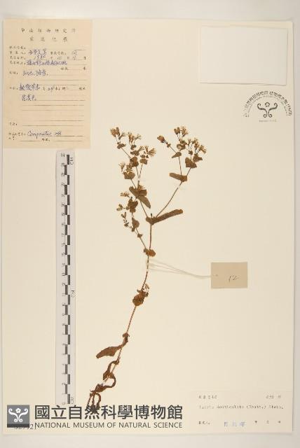 苦實菜藏品圖，第1張