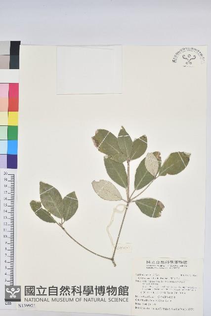 裡白巴豆藏品圖，第1張