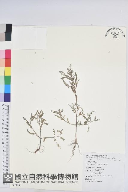 擬葉下珠、細葉油柑藏品圖，第1張