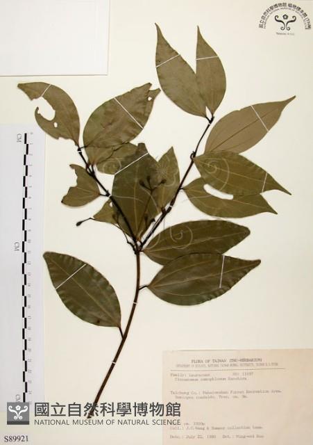 土肉桂藏品圖，第1張