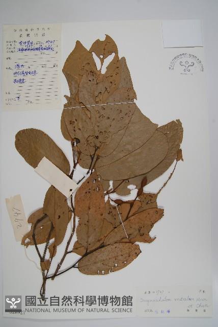 喙果皂帽花藏品圖，第1張