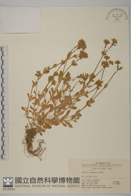 簇生卷耳藏品圖，第1張