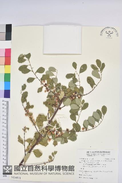 密花白飯樹藏品圖，第1張