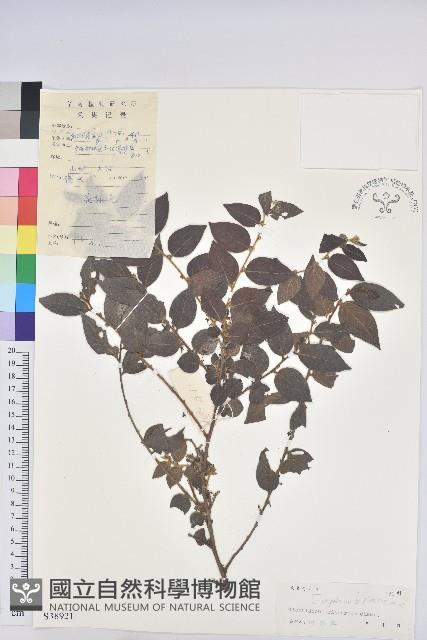 毛果算盤子藏品圖，第1張