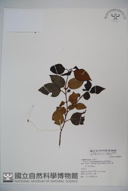 高山莢迷藏品圖，第1張