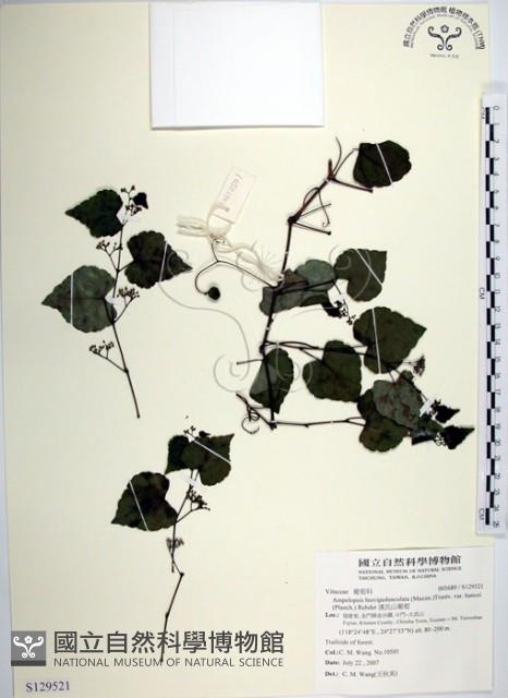 漢氏山葡萄藏品圖，第1張