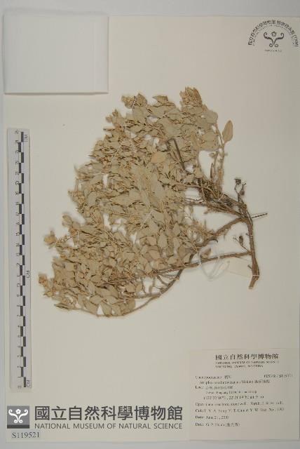 馬氏濱藜藏品圖，第1張