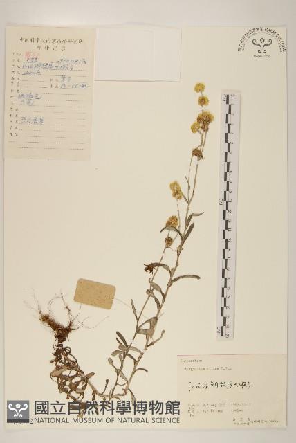 Cudweed Collection Image, Figure 1, Total 3 Figures