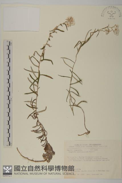 玉山抱莖籟簫藏品圖，第1張