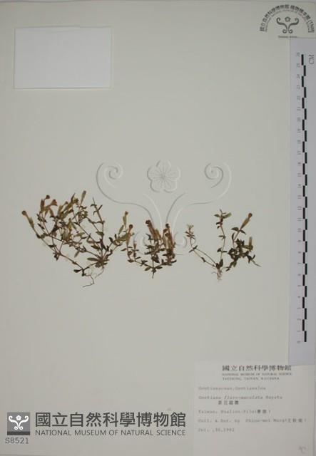 黃斑龍膽藏品圖，第1張