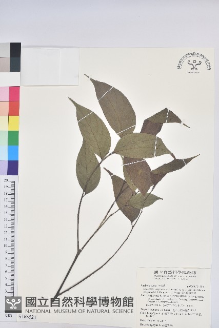 披針葉饅頭果藏品圖，第1張