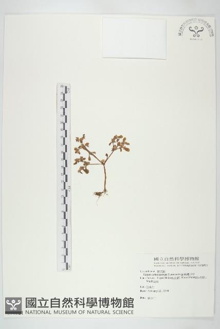 星果佛甲草藏品圖，第1張