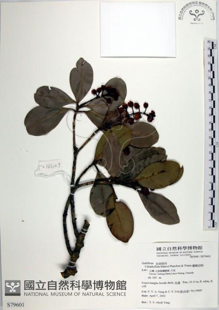 蘭嶼胡桐藏品圖，第1張