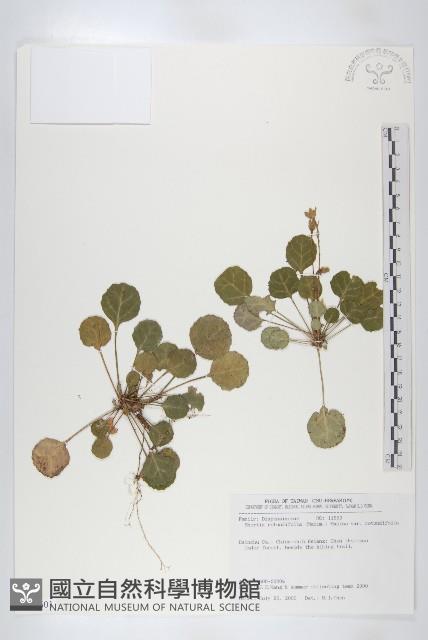 倒卵葉裂緣花藏品圖，第1張