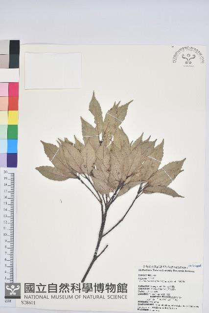 青剛櫟、鐵椆藏品圖，第1張