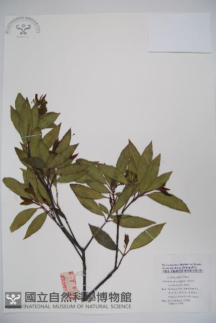 高山莢迷藏品圖，第1張