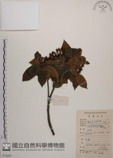 木荷藏品圖，第1張