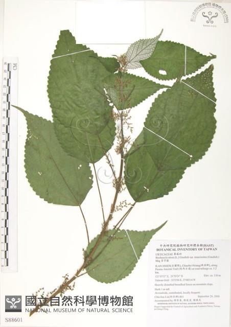 青苧麻藏品圖，第1張